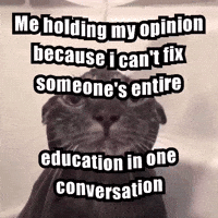Cat Car GIF