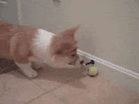 corgi gifofdogs GIF by Rover.com