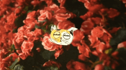 trash_cats_tv giphyupload cat flowers roses GIF