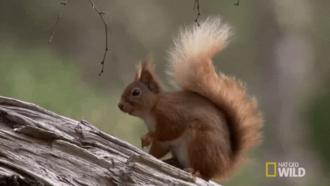 national geographic squirrel GIF by Nat Geo Wild