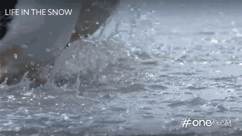 bbc giphyupload run running penguin GIF