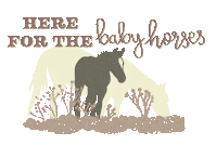 Baby Horse Sticker by Molly Virginia Morris Photography