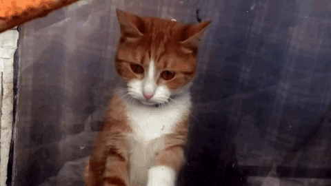sad kitty GIF