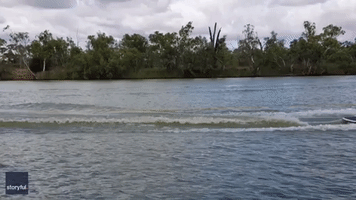 Give a Dog a Board: Labrador Goes Waterskiing in Morgan, South Australia