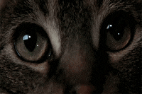 jerry zucker cat GIF by Maudit