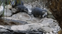 Otter Pups Have Their First Swim at Adelaide Zoo