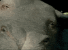 okja GIF by NETFLIX