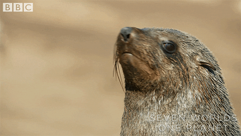 Watching Double Take GIF by BBC Earth