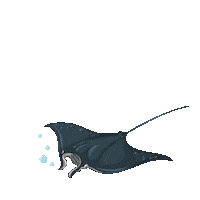 Manta Ray Sticker