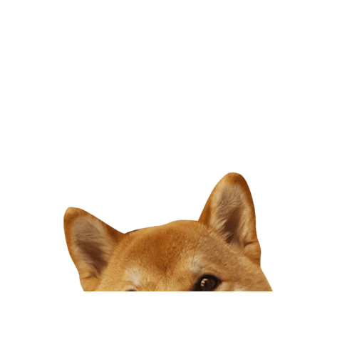 aennimoon shiba cute dog shibainu shibe Sticker