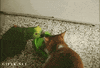 parrot GIF