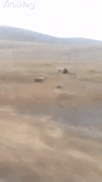 Feisty Grizzly Bear Charges at Moving Vehicle
