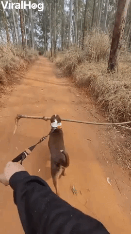 Dog Finds the Best Stick Ever