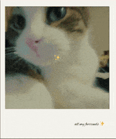 Cute Cats GIF by Furrend