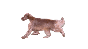 Sticker by Westminster Kennel Club