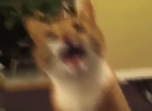 party what GIF by Internet Cat Video Festival