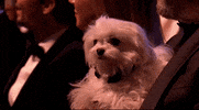 Dog Bafta Film Awards GIF by BAFTA