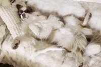 Rambo Im A Boss GIF