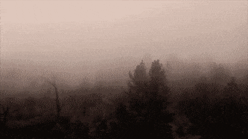 blackplaguebrewing craft beer beer cans beer pour black plague GIF