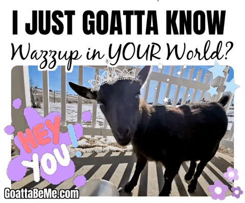 GoattaBeMe giphyattribution hello hi animals GIF