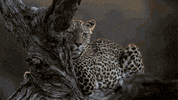 nat geo wild GIF by Savage Kingdom