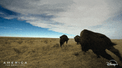 America Running GIF by Nat Geo Wild