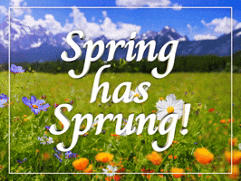 Spring Plant GIF
