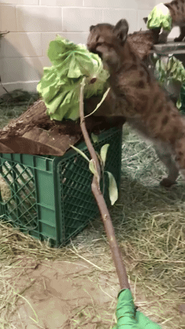 Mountain Lion Cubs Teethe on Lettuce