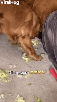 Ben the Golden Plays with Lettuce