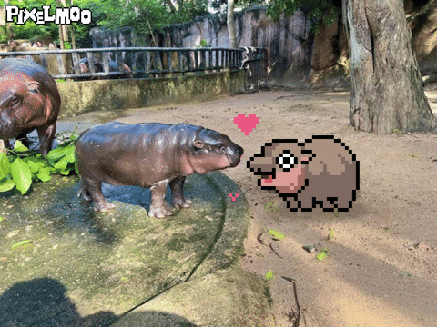Dance Love GIF