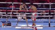 toprank boxing fighting espn fighters GIF