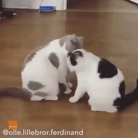 Cute Cats Enjoy a Quick Game of Patty-Cake