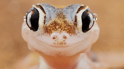 sand gecko GIF
