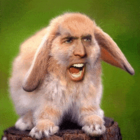 Nicolas Cage Rabbit GIF by Anne Horel