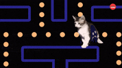International Cat Day Cats GIF by BuzzFeed