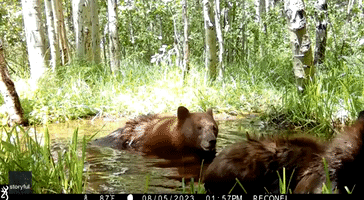 Lake Tahoe Trailcam Catches Bear Cubs Play Fighting