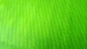 idaho GIF