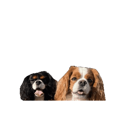 Cavalierkingcharlesspaniel Sticker