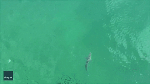 Long Island Shark GIF by Storyful