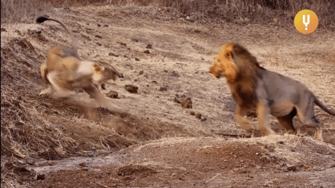 Angry Big Cats GIF by Curiosity Stream
