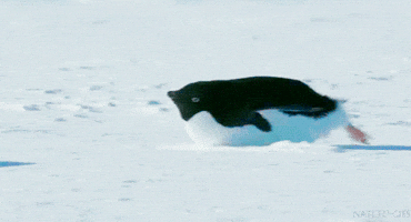 Video gif. A fat penguin on his belly scoots along the snow, paddling his back feet.