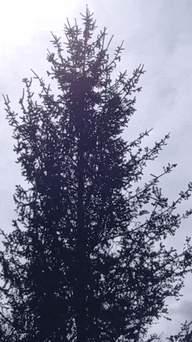 Simongip giphyupload GIF