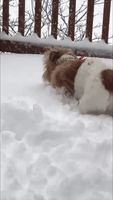 Puppy Enjoys First Snow Day