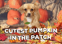 Adopt Jack O Lantern GIF by Nebraska Humane Society