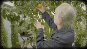 Wine Orange GIF by HENDRICK'S GIN