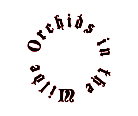 Orchids Sticker by OrchidsintheWilde