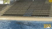 Happy 4Th Of July GIF by Brookfield Zoo