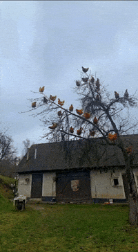 Chickens On Tree GIF