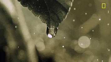 Dripping Nat Geo GIF by National Geographic TV
