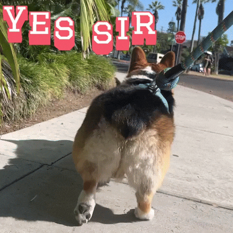 Yes Sir GIF